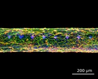 Cellsonfiber
